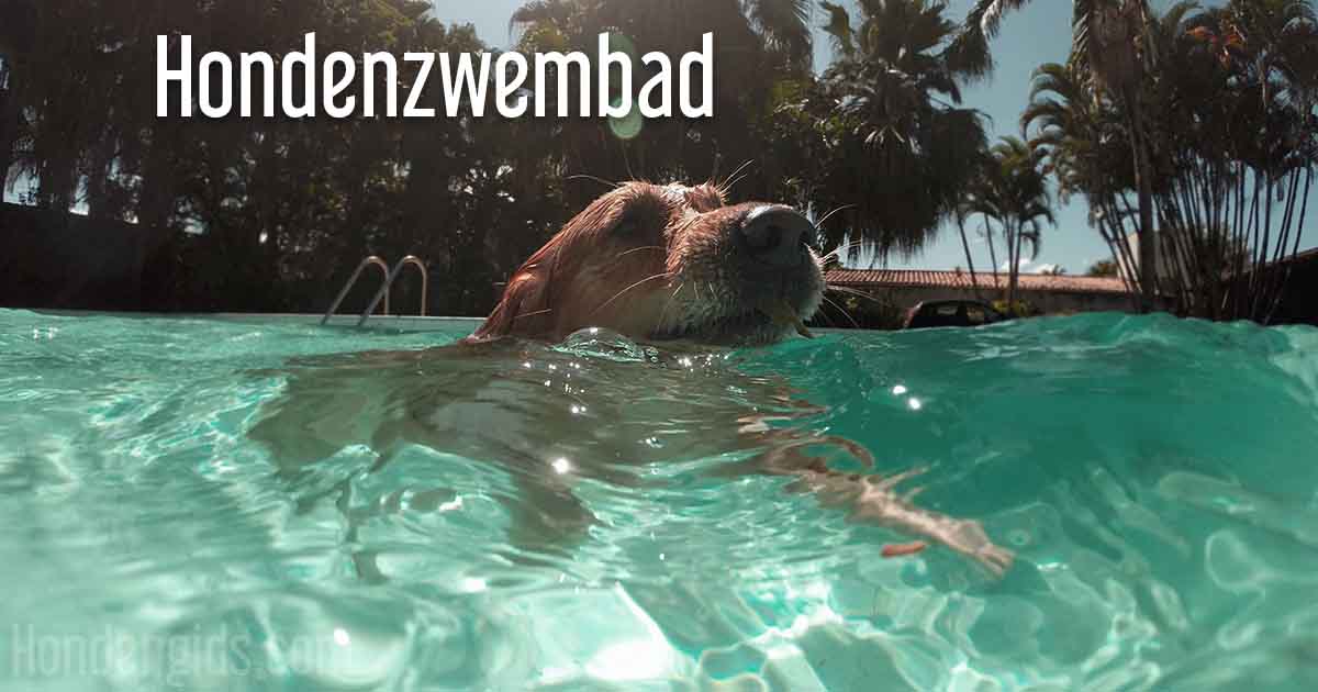 De 5 Beste Zwembaden Voor Honden Hondengids Com