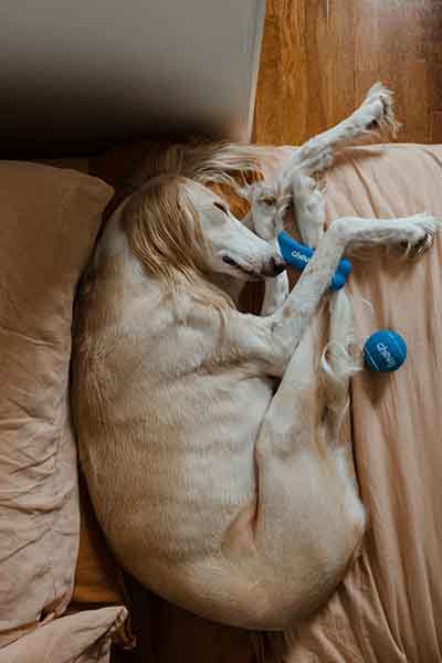 hondengids hond slaaphouding donut